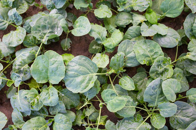 Full frame shot of green leaves