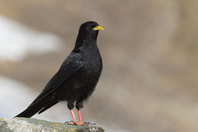 Portrait of raven 