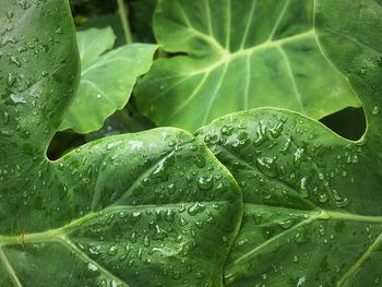 Close-up of wet plant leaves during rainy season