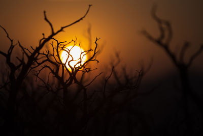 Close-up of silhouette bare tree during sunset