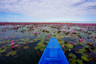 Pink lotus water lily in lake against sky