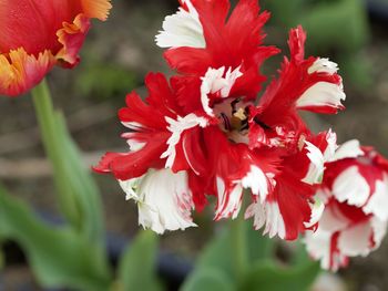 Close-up of a red flowering plant just opening