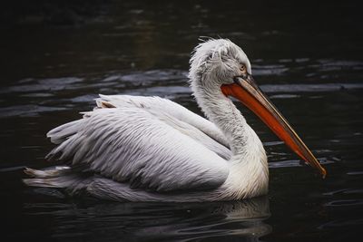 Close-up of pelican in water