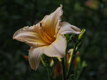 Close-up of white flower