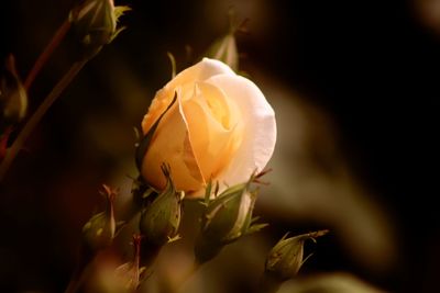 Close-up of white rose