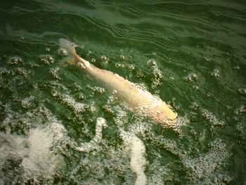 High angle view of hand swimming in sea
