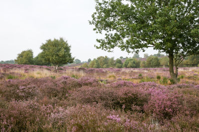 Scenic view of flower field against sky