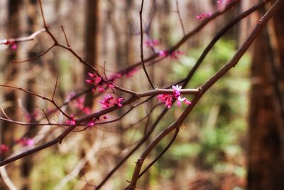 Close-up of cherry blossom on tree