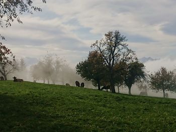 Trees on field against sky