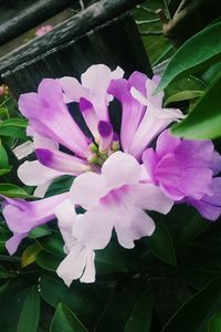Close-up of pink flowers blooming outdoors