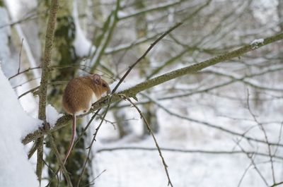 Close-up of bird perching on tree