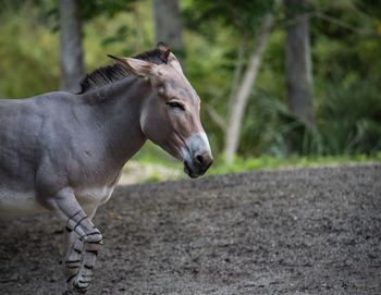 Close-up of horse