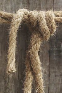 Close-up of an animal on wood