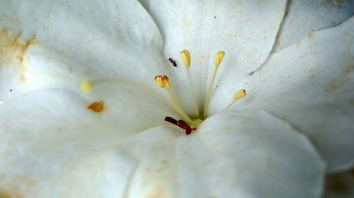 Close-up of white day lily blooming outdoors