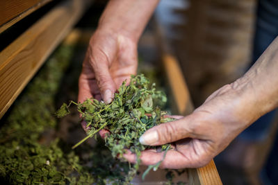 Woman holding green herbs over shelf