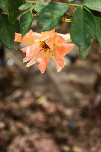 Close-up of orange leaves on plant