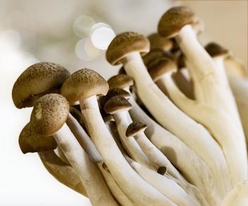 Close-up of mushrooms