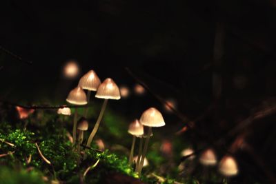 Close-up of plant against blurred background