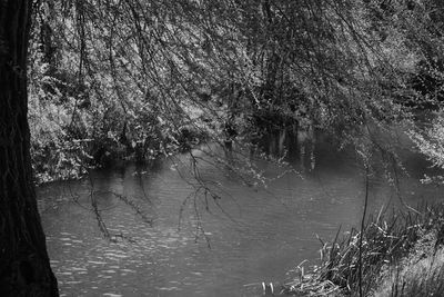 Trees by river in forest