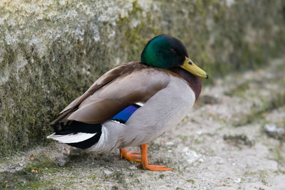 Close-up of a bird on a land