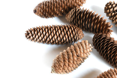 Close-up of shell over white background