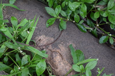 High angle view of plant