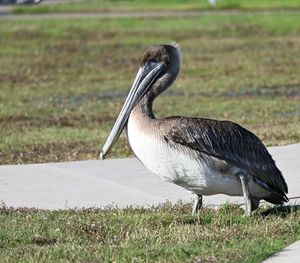 Close-up of pelican on field