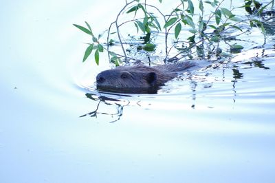 Close-up of turtle swimming in water