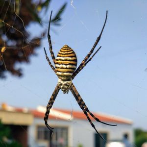 Close-up of spider on web against sky