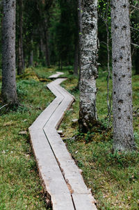 Road amidst trees