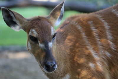 Close-up of horse