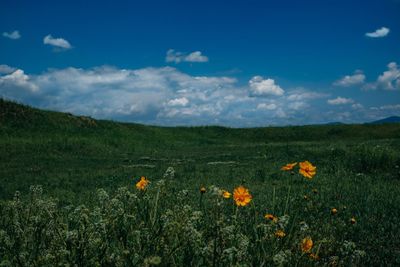 Scenic view of flowering plants on field against sky