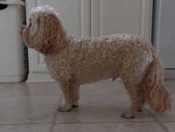 Side view of dog standing on tiled floor