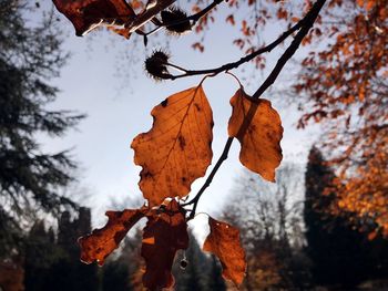 Low angle view of autumnal tree against sky