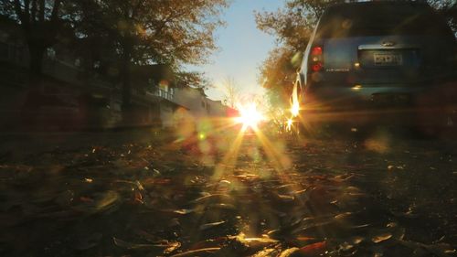 Trees against sky during sunset