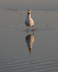 Seagull reflected in water