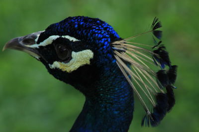 Close-up of peacock