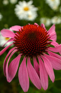 Close-up of pink flower