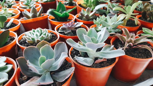 Close-up of potted succulent plants in greenhouse