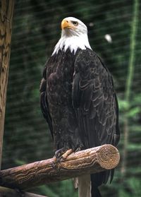 Close-up of bald eagle perching on wood