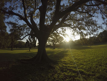 Trees on field against sky