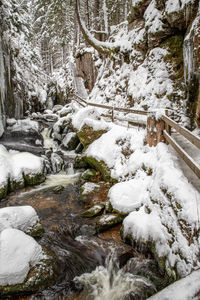 Snow covered trees in forest