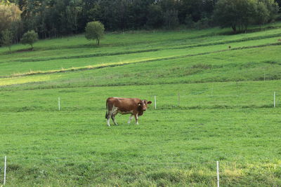 Horse grazing in field