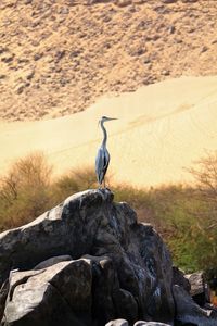 Bird on rock