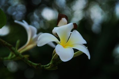 Close-up of frangipani plant 