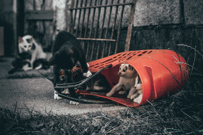 Cats playing in a red bag