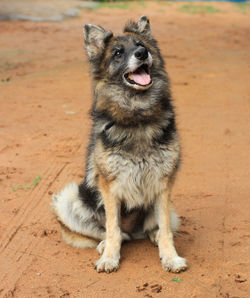 Portrait of dog sitting on land