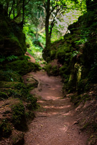 Dirt road amidst trees in forest