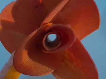 Close-up of orange flower