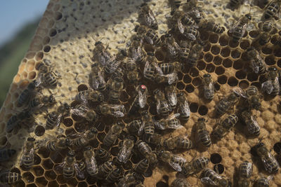 Close-up of bees